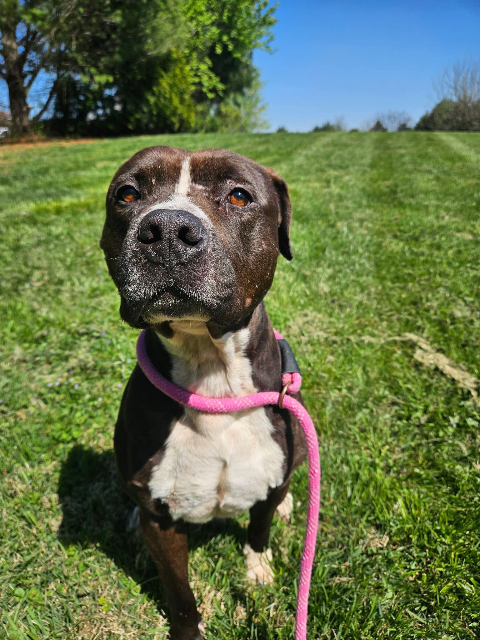 Enlarge Blarney, a ADOPTABLE Pit Bull Terrier in Culpeper, VA image 3/4
