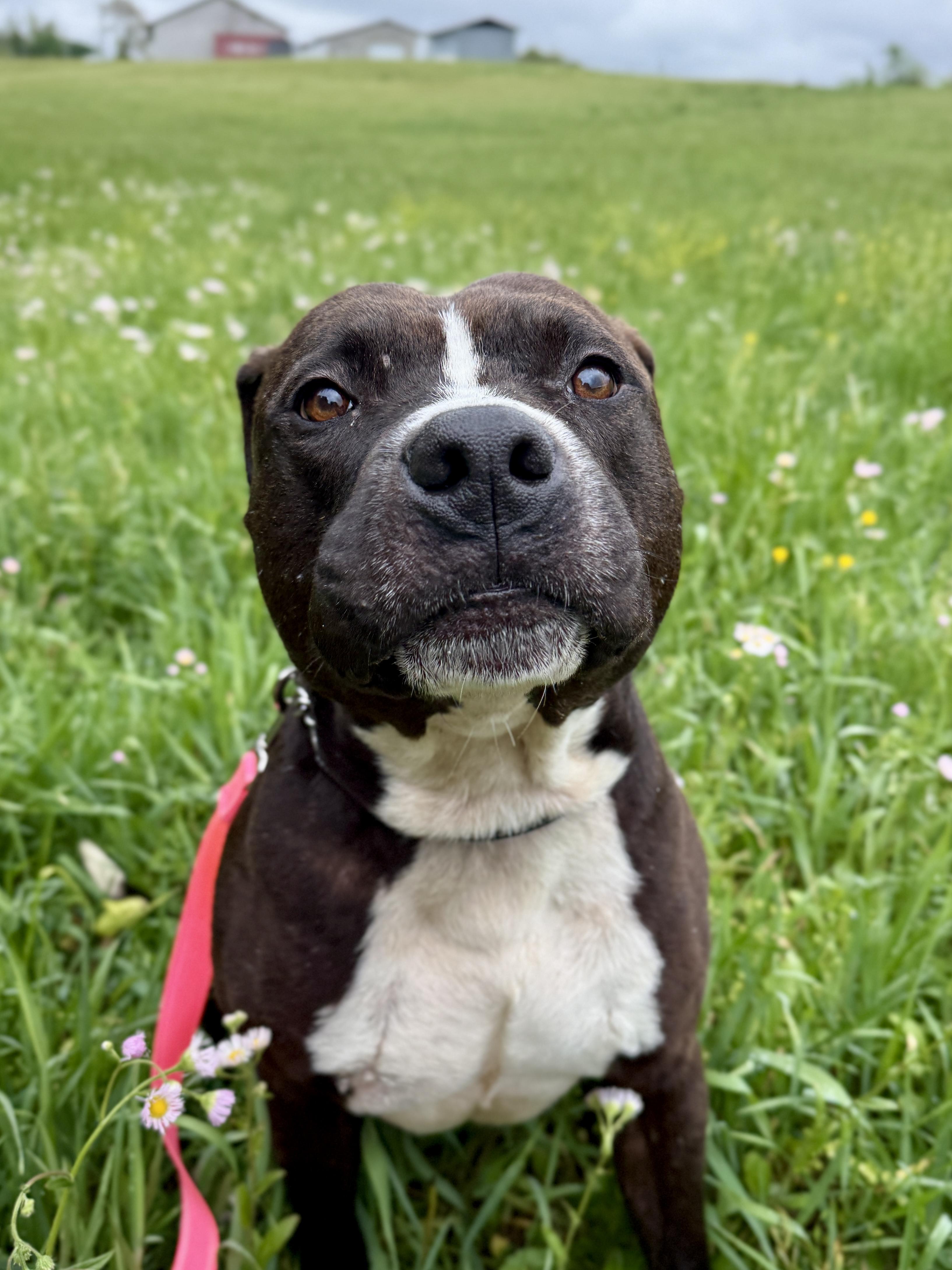 Blarney, a ADOPTABLE Pit Bull Terrier in Culpeper, VA image 2/5