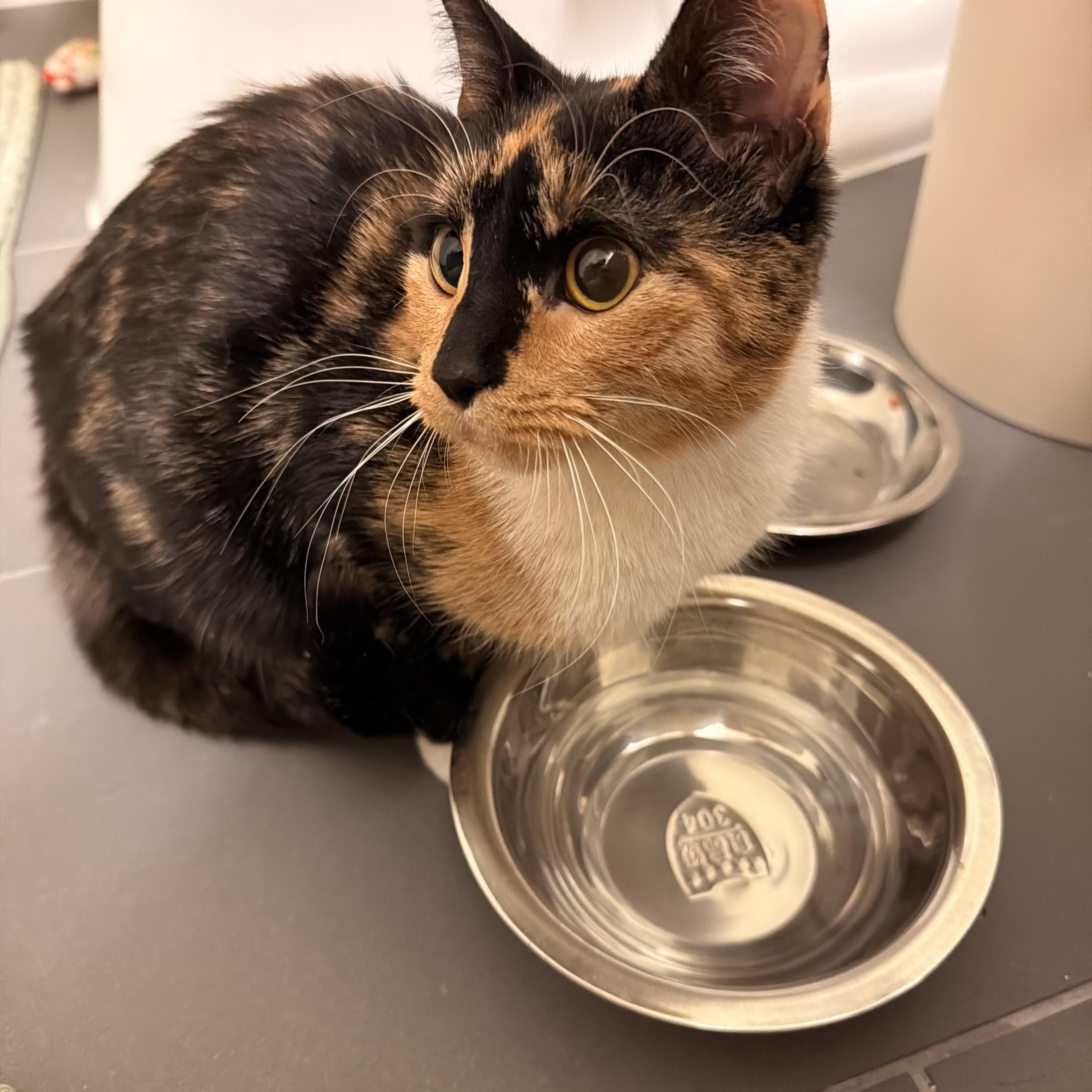 Mia, ADOPTABLE, Young Female Domestic Short Hair.