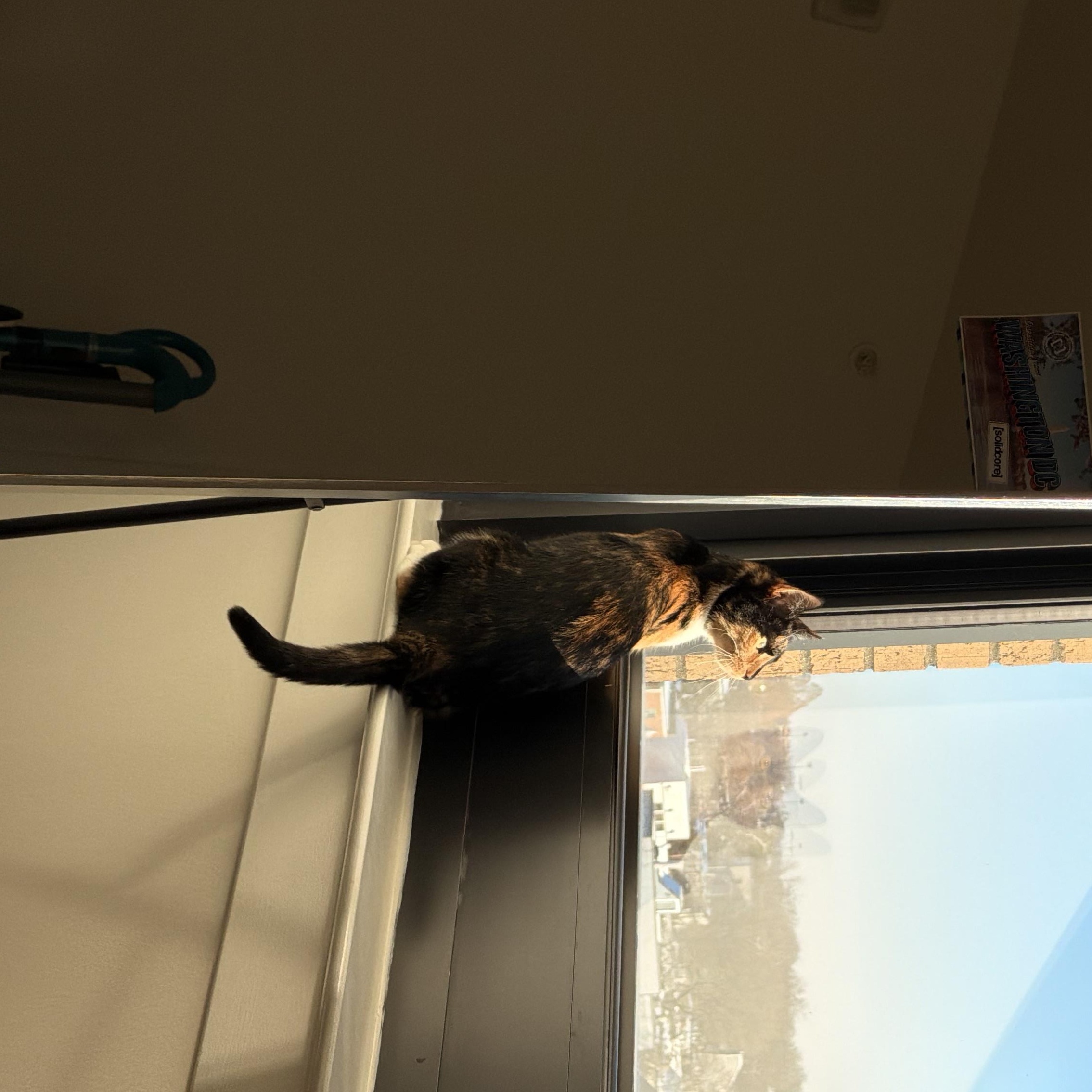 Mia, a ADOPTABLE Domestic Short Hair in Washington, DC image 2/6