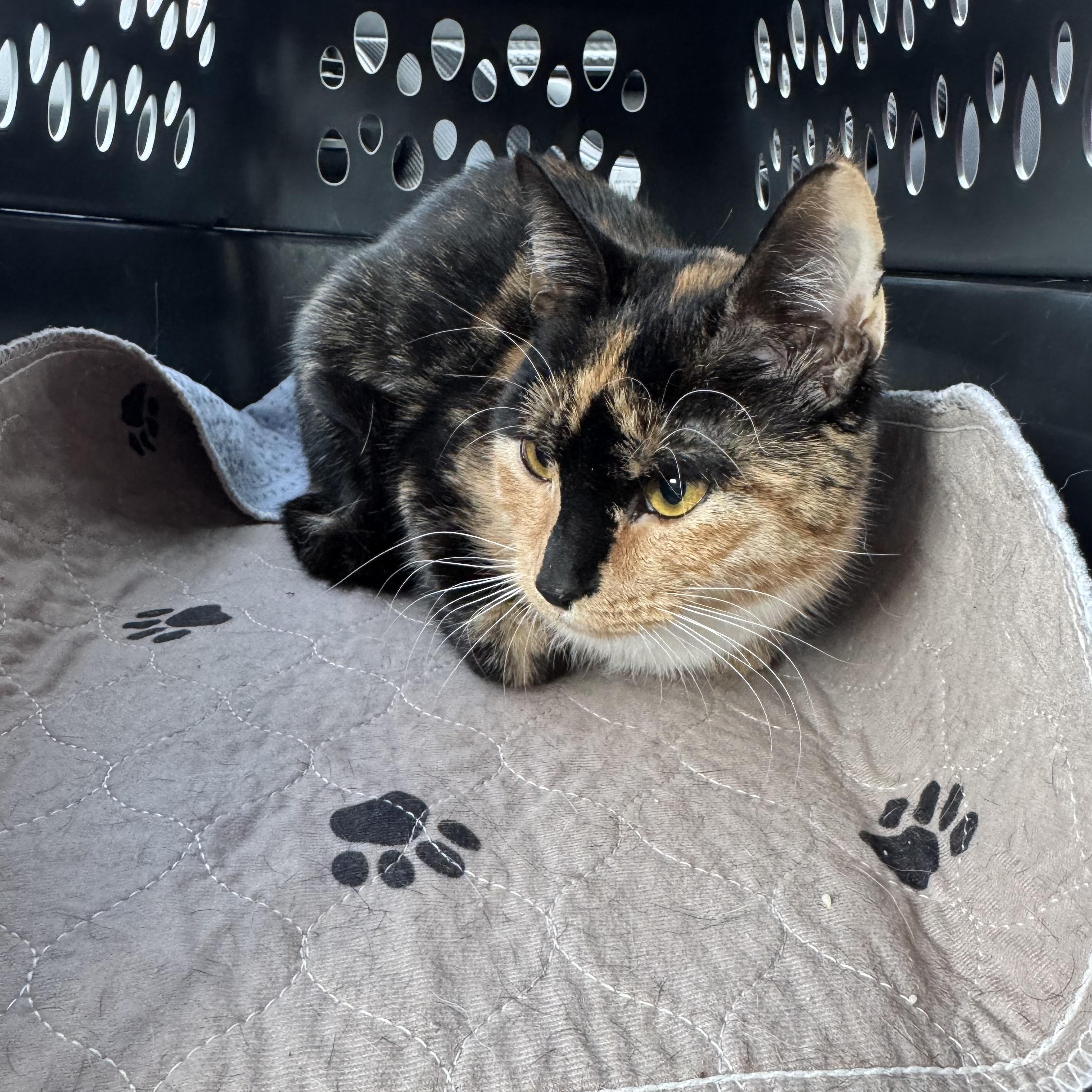 Mia, a ADOPTABLE Domestic Short Hair in Washington, DC image 4/6