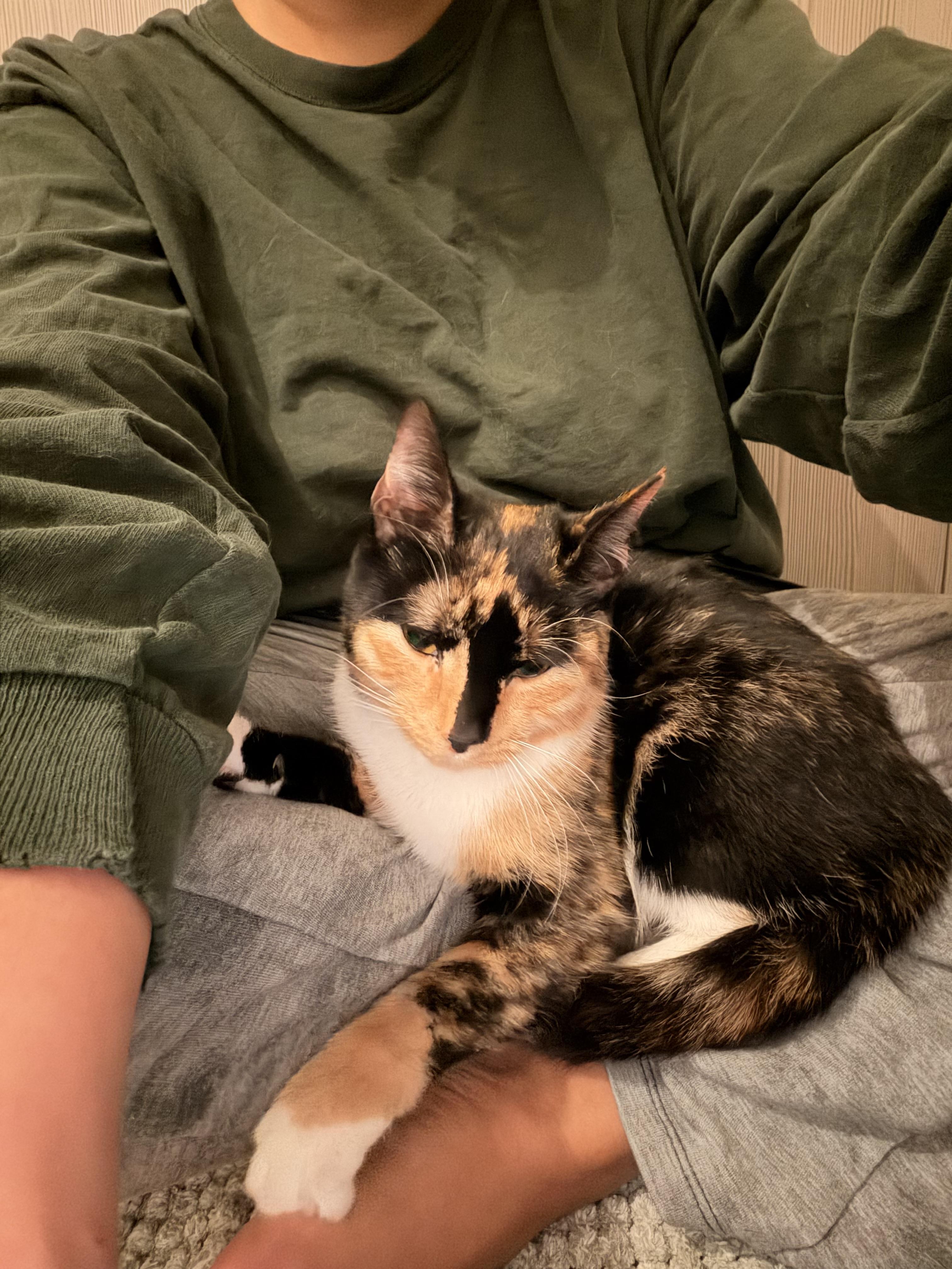 Mia, a ADOPTABLE Domestic Short Hair in Washington, DC image 6/6