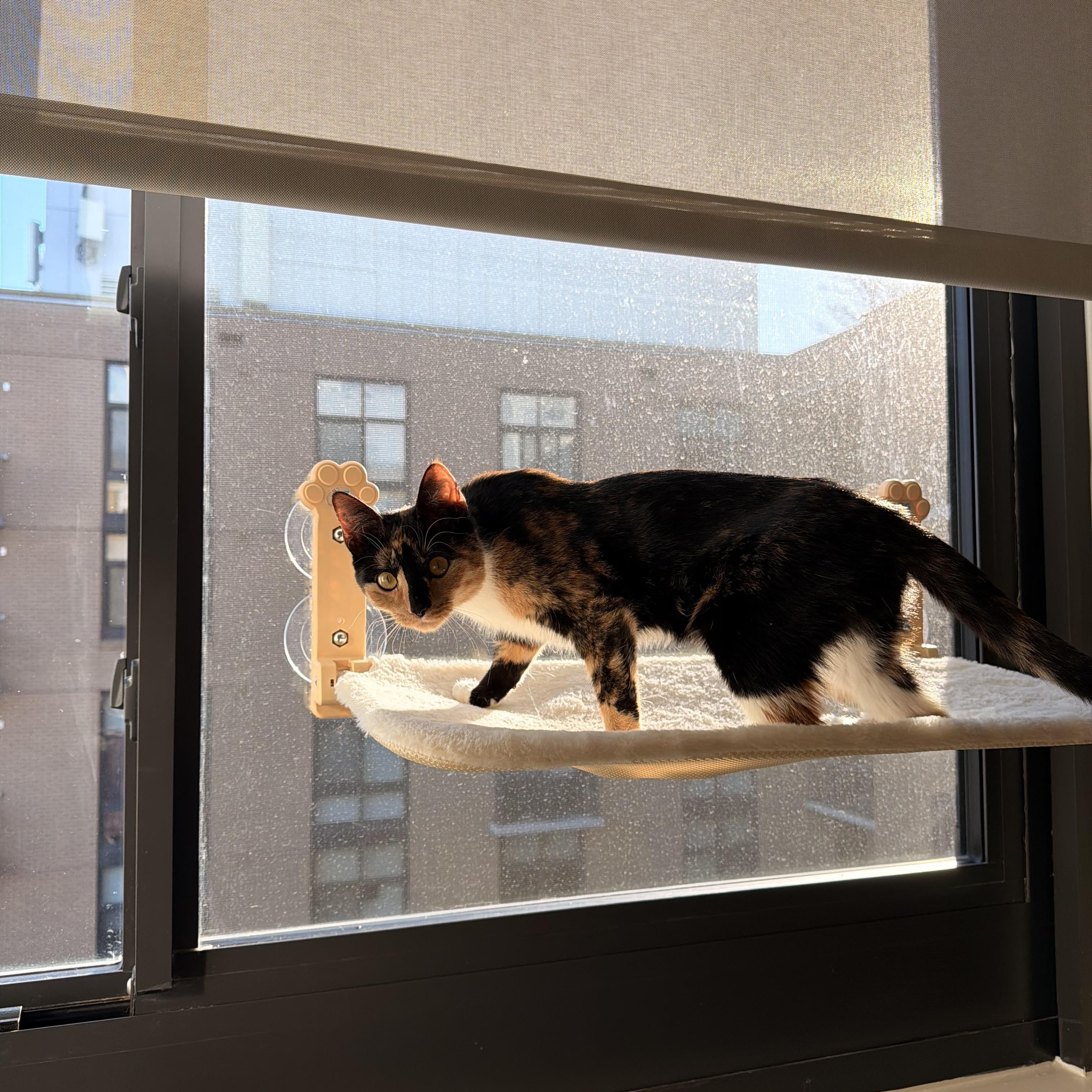 Mia, a ADOPTABLE Domestic Short Hair in Washington, DC image 5/6