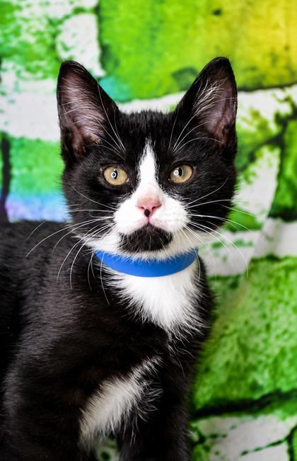 Enlarge Bebe, a Adoptable mixed breed in Yakima, WA image 1/2