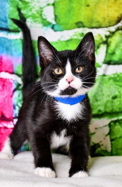 Enlarge Bebe, a Adoptable mixed breed in Yakima, WA image 2/2