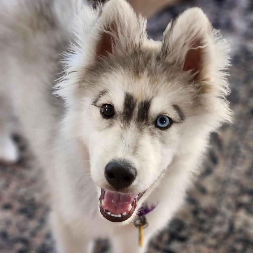 Atlas, a Adoptable Siberian Husky in Blaine, MN image 1/5