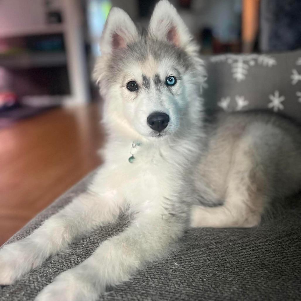 Atlas, a Adoptable Siberian Husky in Blaine, MN image 2/5