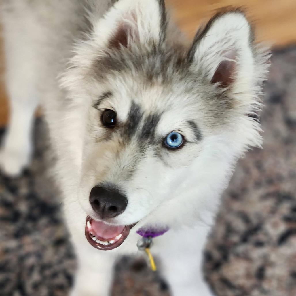 Atlas, a Adoptable Siberian Husky in Blaine, MN image 3/5