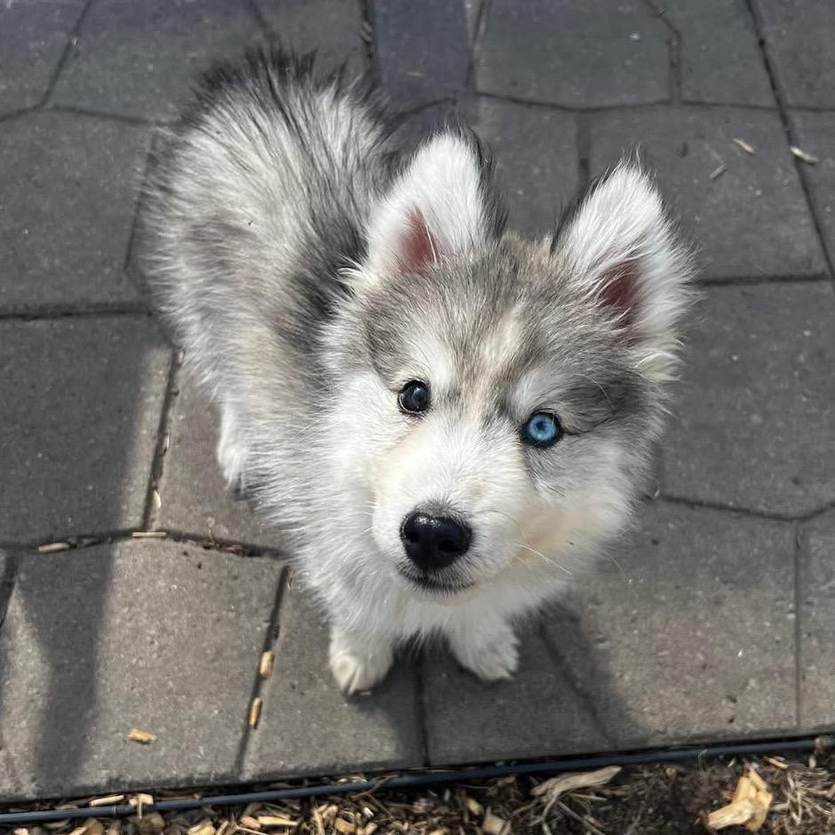 Atlas, a Adoptable Siberian Husky in Blaine, MN image 4/5