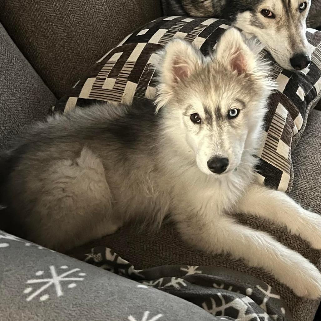 Atlas, a Adoptable Siberian Husky in Blaine, MN image 5/5
