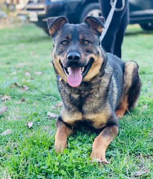 Enlarge Dax: "My Home to Yours" not at the shelter, a Adoptable mixed breed in Rustburg, VA image 1/1