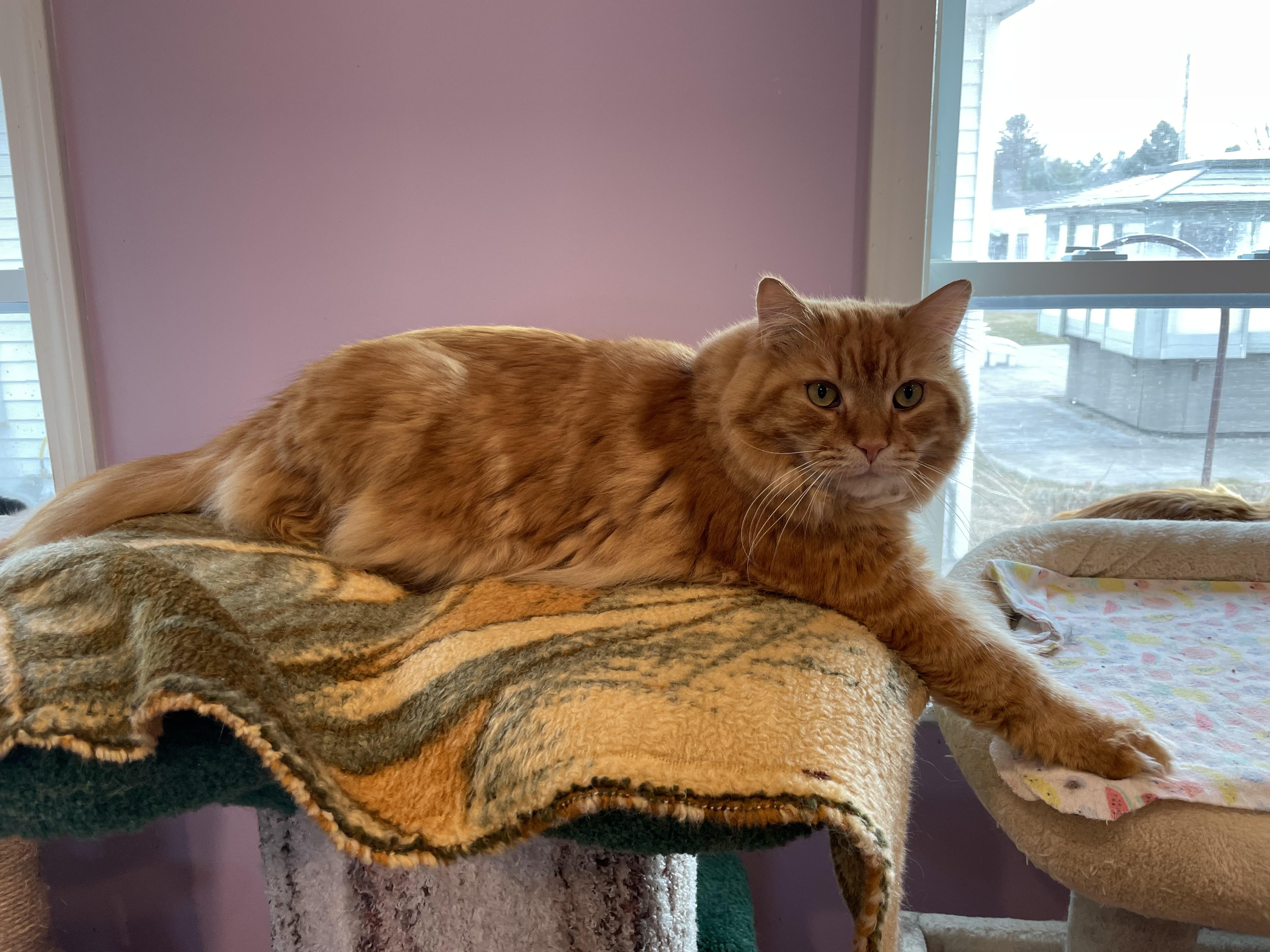 Fireheart (Colony Cat CC), Adoptable, Adult Male Domestic Long Hair.