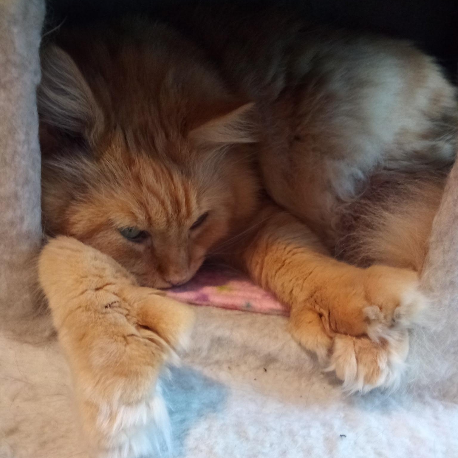 Fireheart (Colony Cat CC), a Adoptable Domestic Long Hair in Wells, ME image 2/6