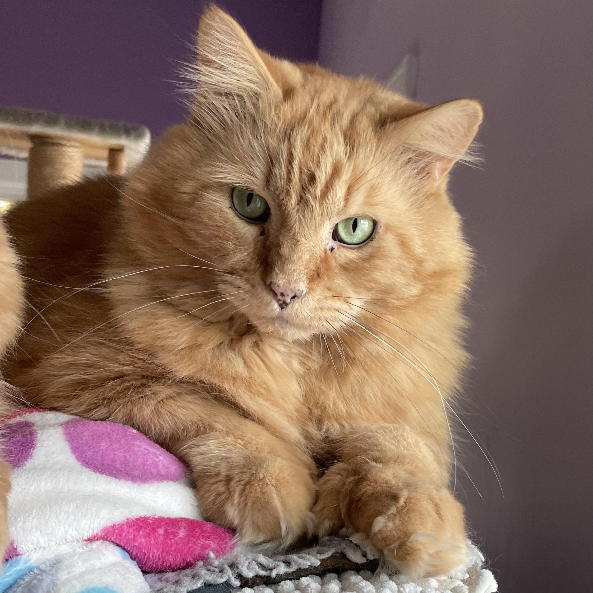 Fireheart (Colony Cat CC), a Adoptable Domestic Long Hair in Wells, ME image 1/6