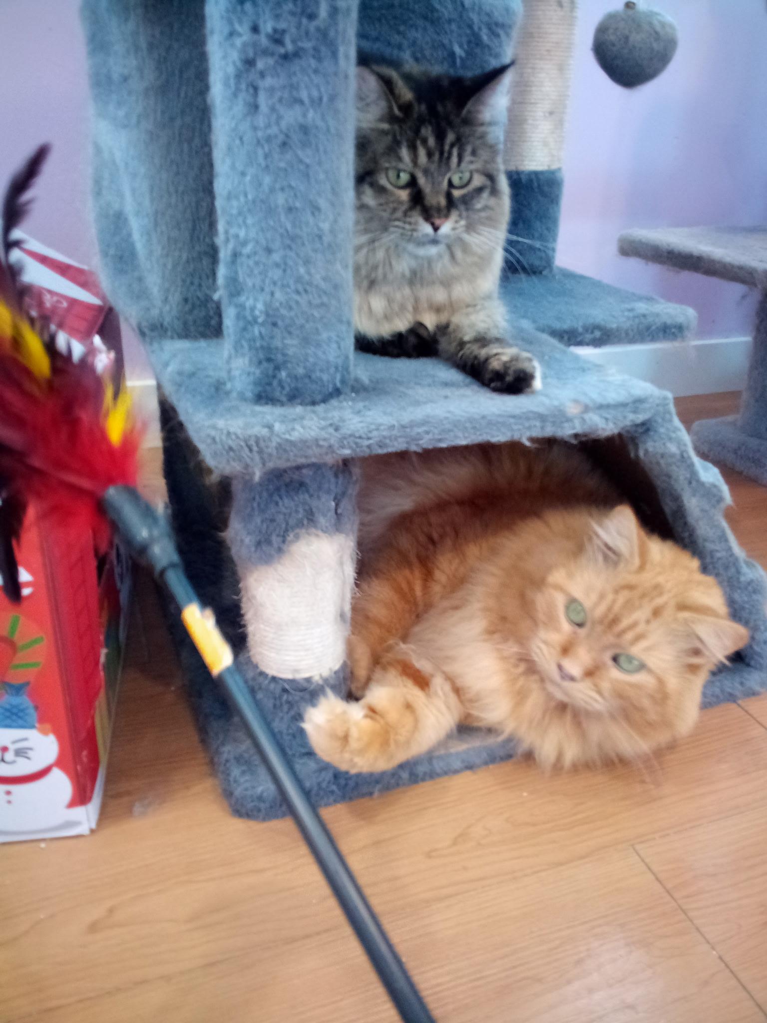 Fireheart (Colony Cat CC), a Adoptable Domestic Long Hair in Wells, ME image 5/6