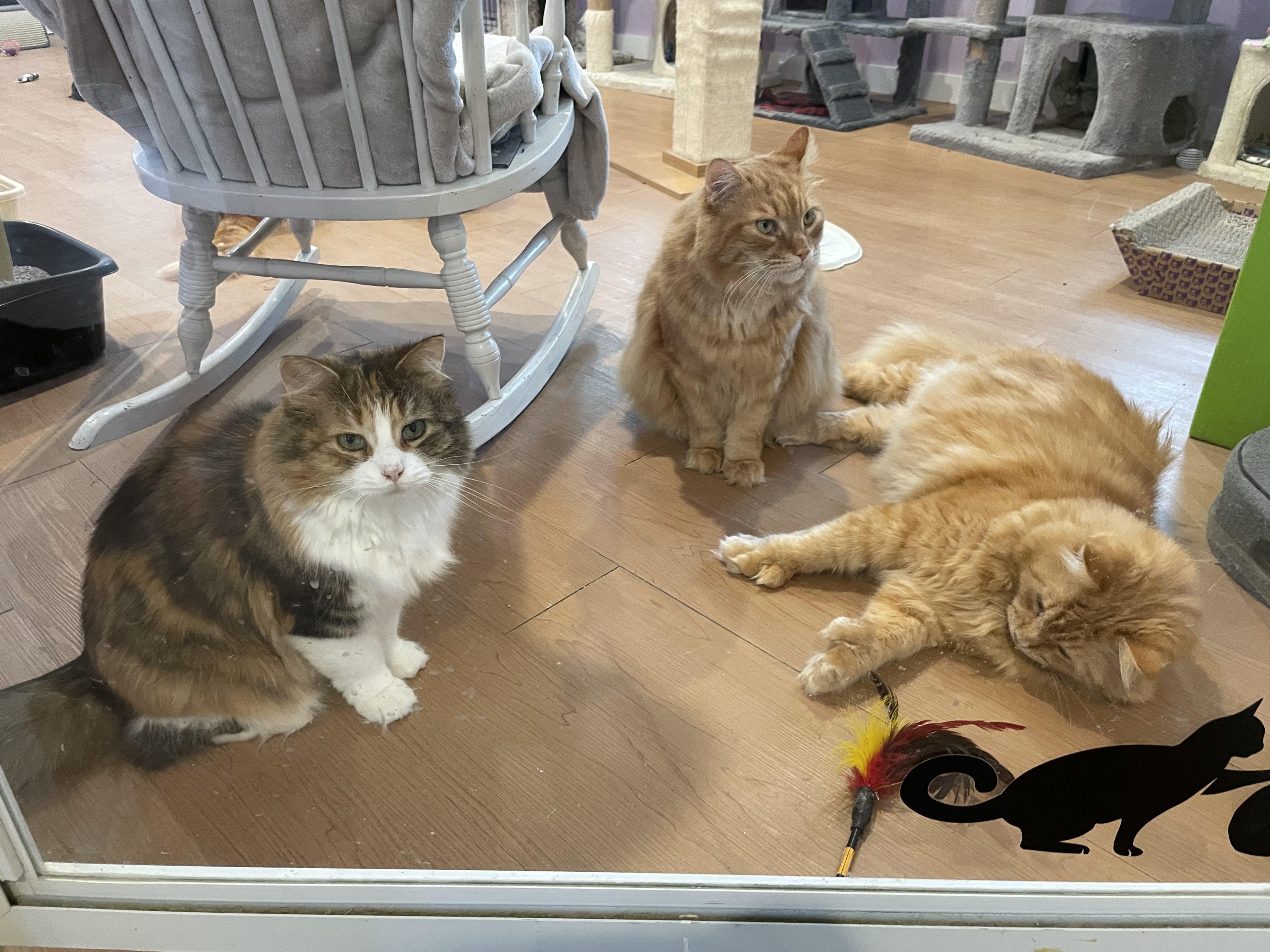 Fireheart (Colony Cat CC), a Adoptable Domestic Long Hair in Wells, ME image 4/6