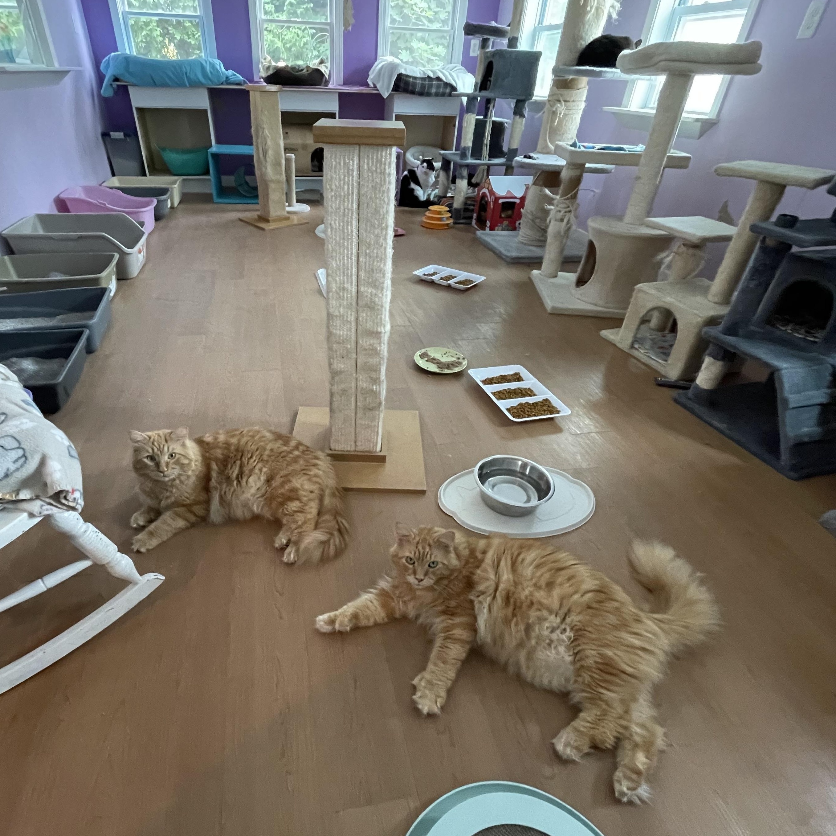 Fireheart (Colony Cat CC), a Adoptable Domestic Long Hair in Wells, ME image 3/6