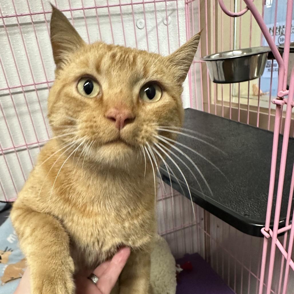 Juice, Adoptable, Adult Male Domestic Short Hair.