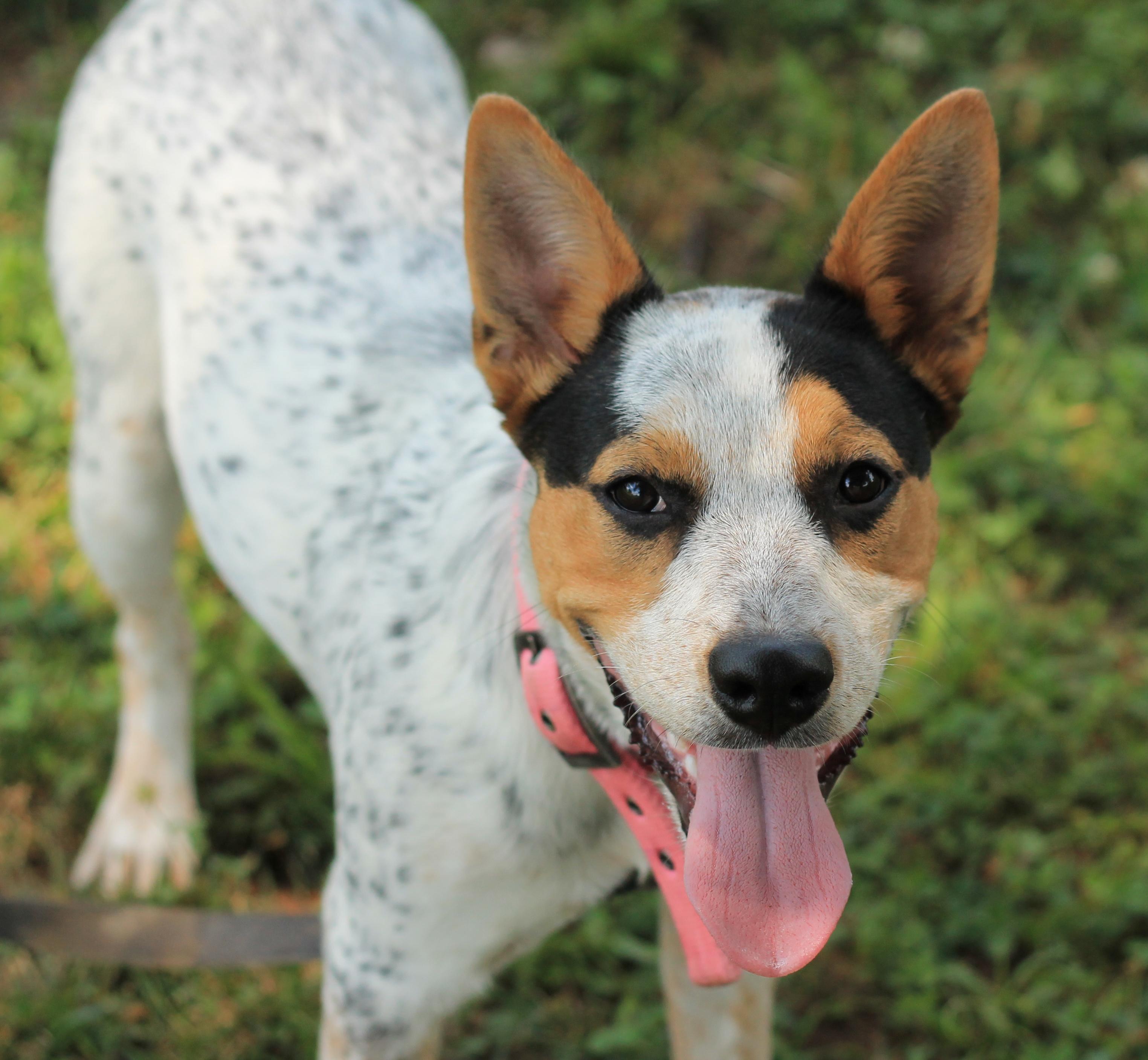 Lilly - Reduced Fee!