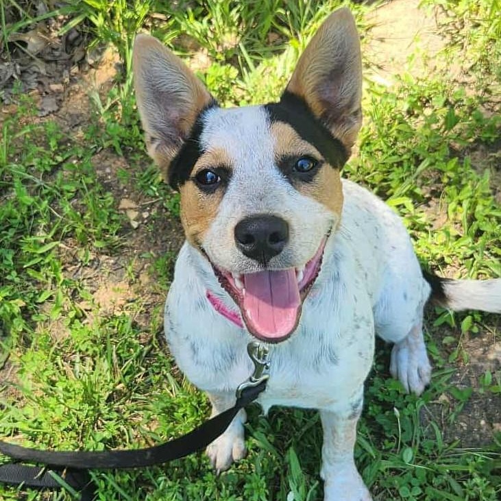 Lilly - Reduced Fee!