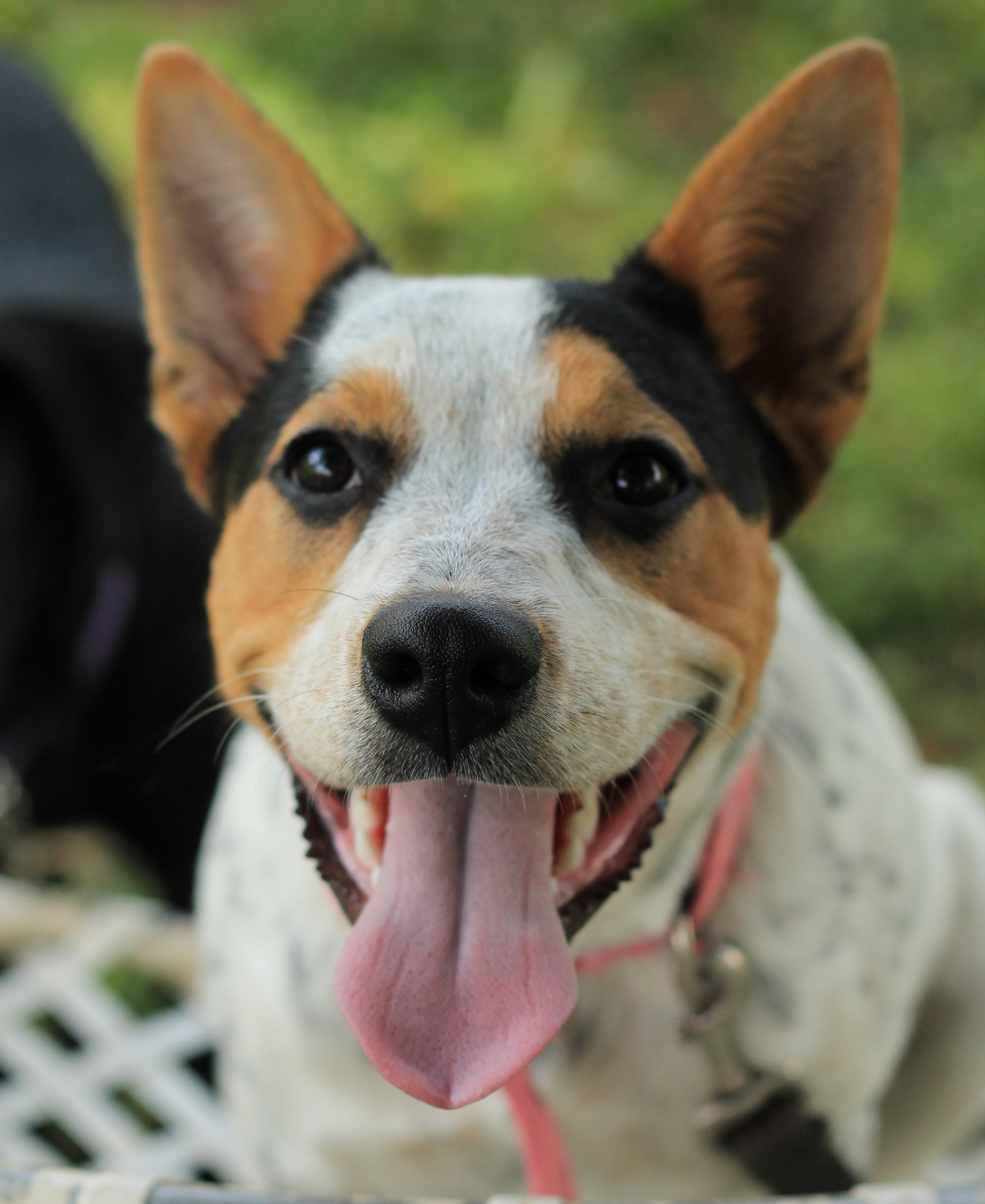 Lilly - Reduced Fee!