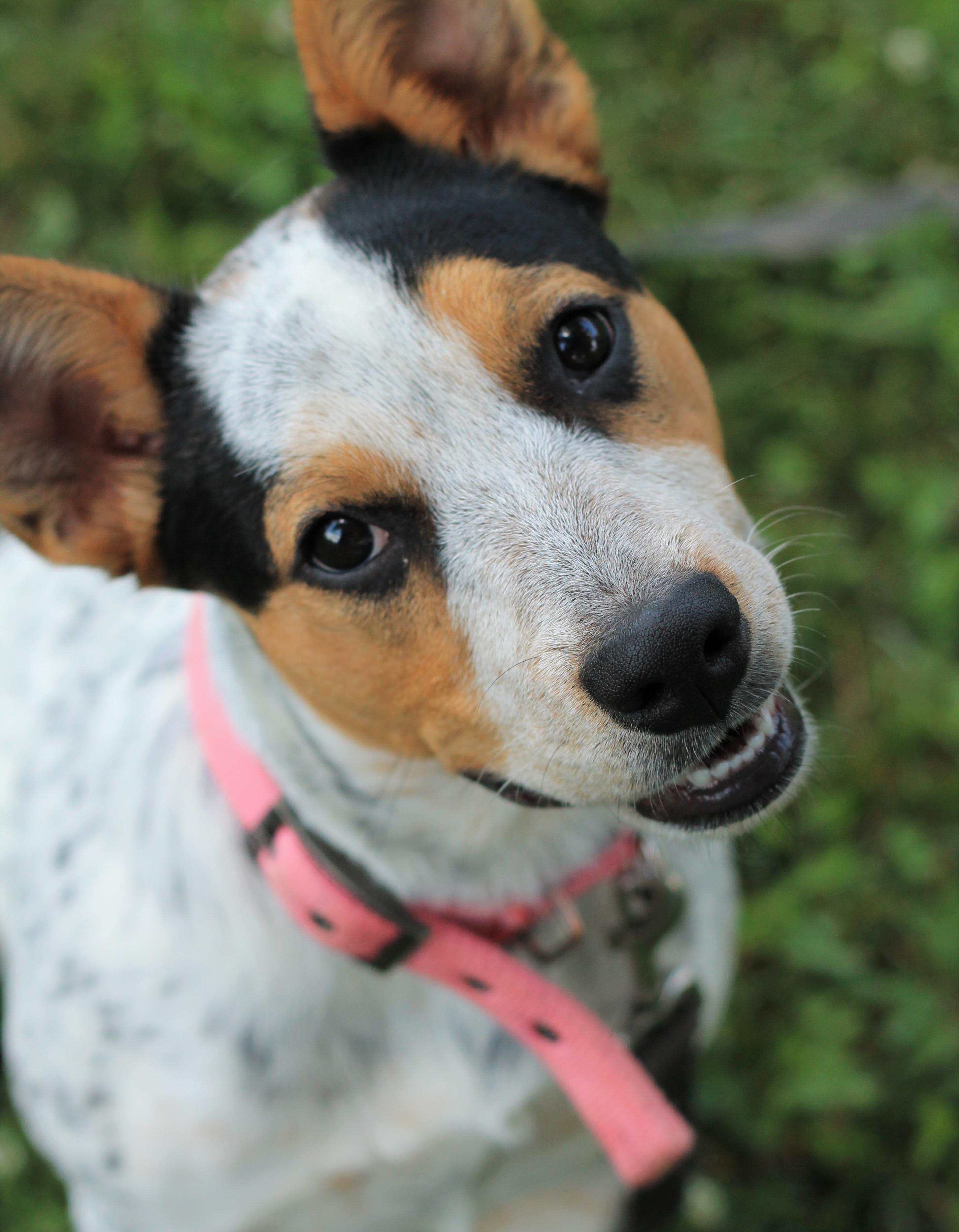 Lilly - Reduced Fee!