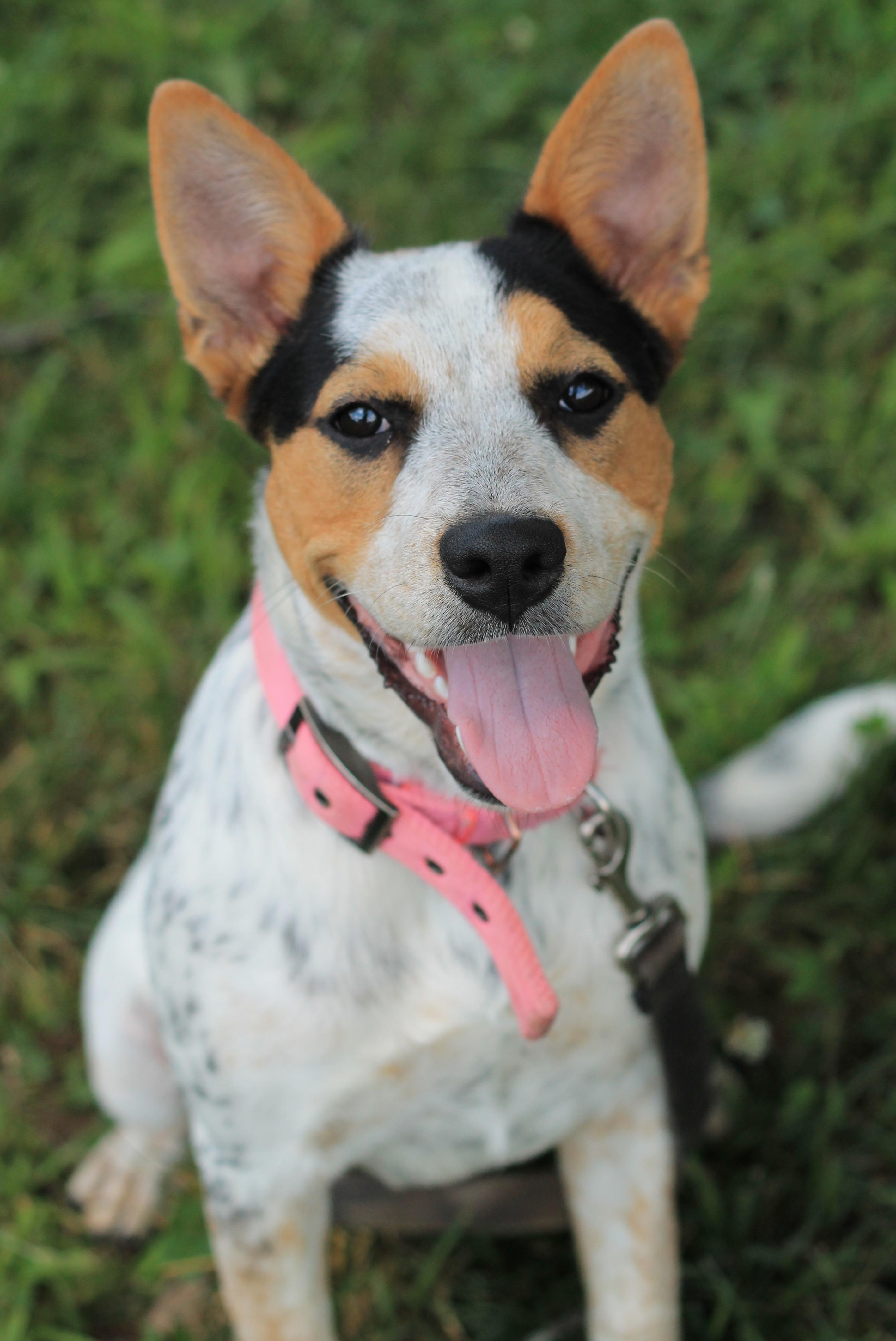 Lilly - Reduced Fee!