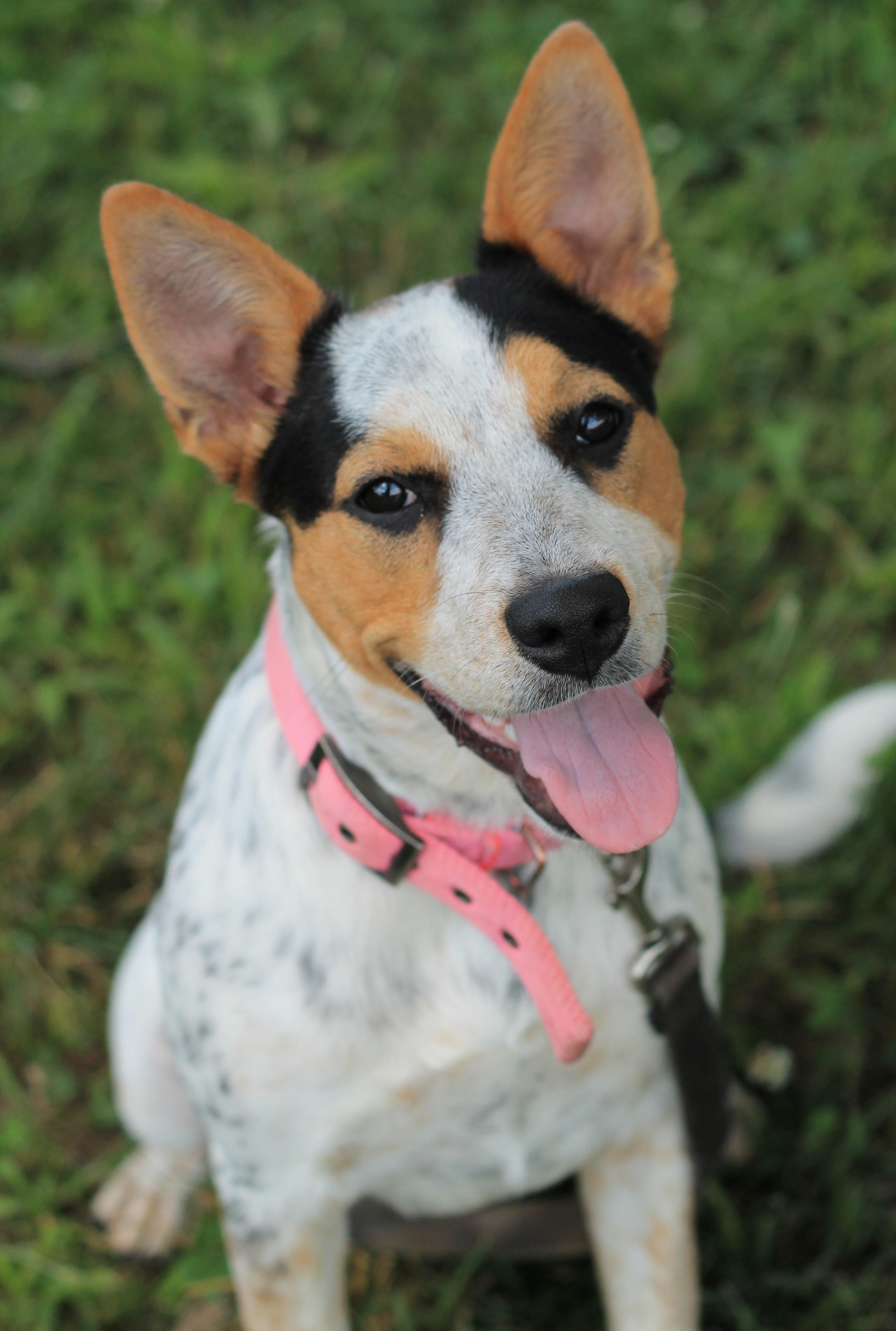 Lilly - Reduced Fee!