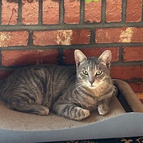 Enlarge Bojangles, a Adoptable Domestic Short Hair in Sand Springs, OK image 1/6