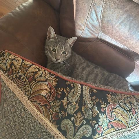 Enlarge Bojangles, a Adoptable Domestic Short Hair in Sand Springs, OK image 2/6