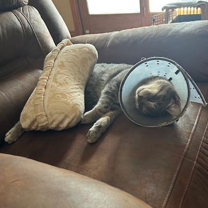 Bojangles, Adoptable, Young Male Domestic Short Hair.