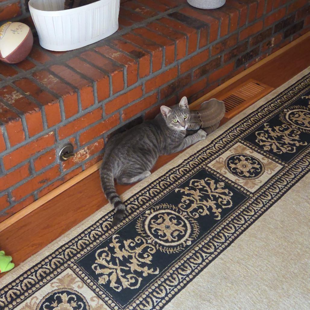 Enlarge Bojangles, a Adoptable Domestic Short Hair in Sand Springs, OK image 3/6