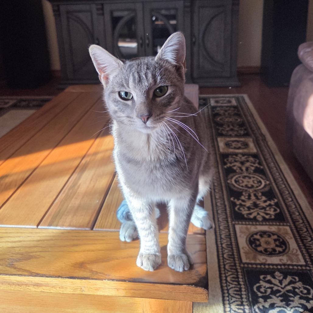 Enlarge Bojangles, a Adoptable Domestic Short Hair in Sand Springs, OK image 4/6