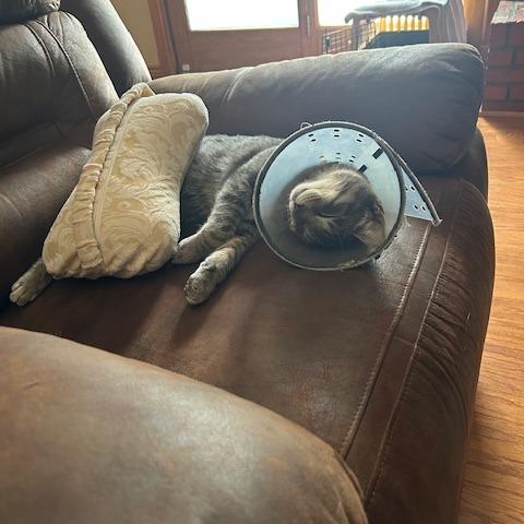 Enlarge Bojangles, a Adoptable Domestic Short Hair in Sand Springs, OK image 5/6