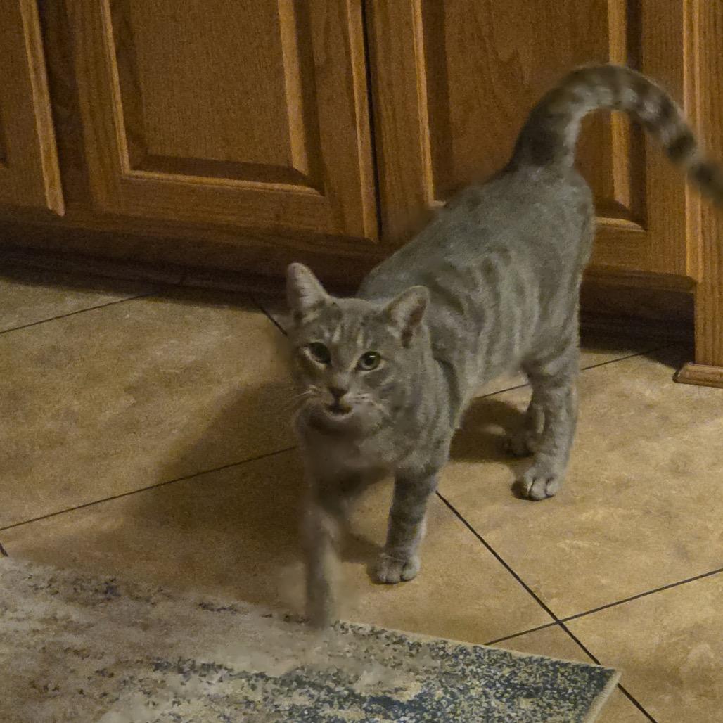 Enlarge Bojangles, a Adoptable Domestic Short Hair in Sand Springs, OK image 6/6