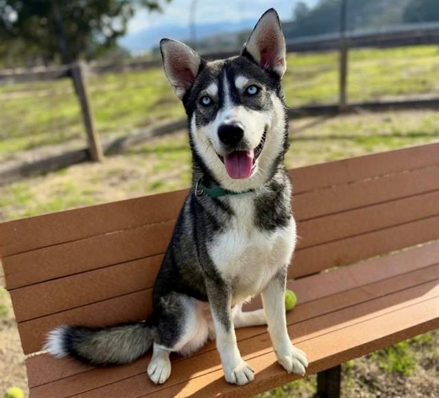 Enlarge GOOFY, a Adoptable mixed breed in San Luis Obispo, CA image 1/1