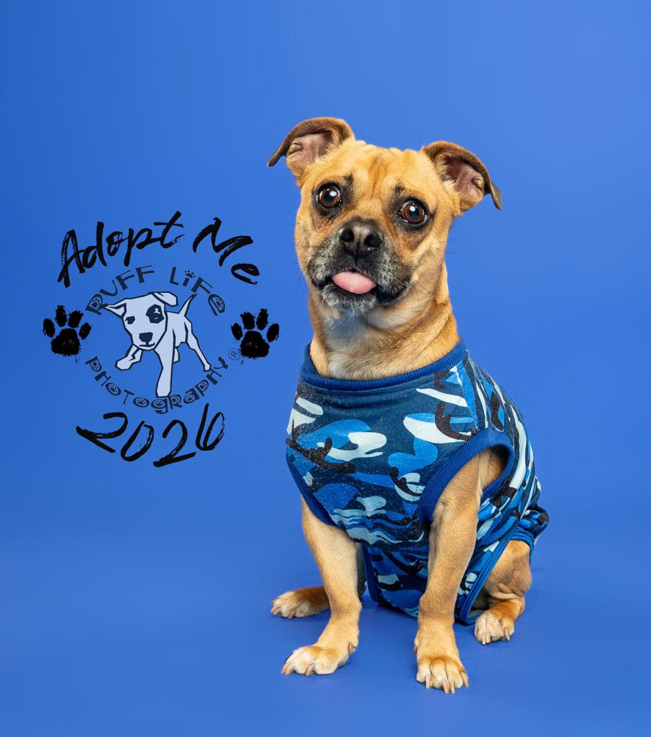 Carmelow, Adoptable, Adult Male Pug & Chihuahua.