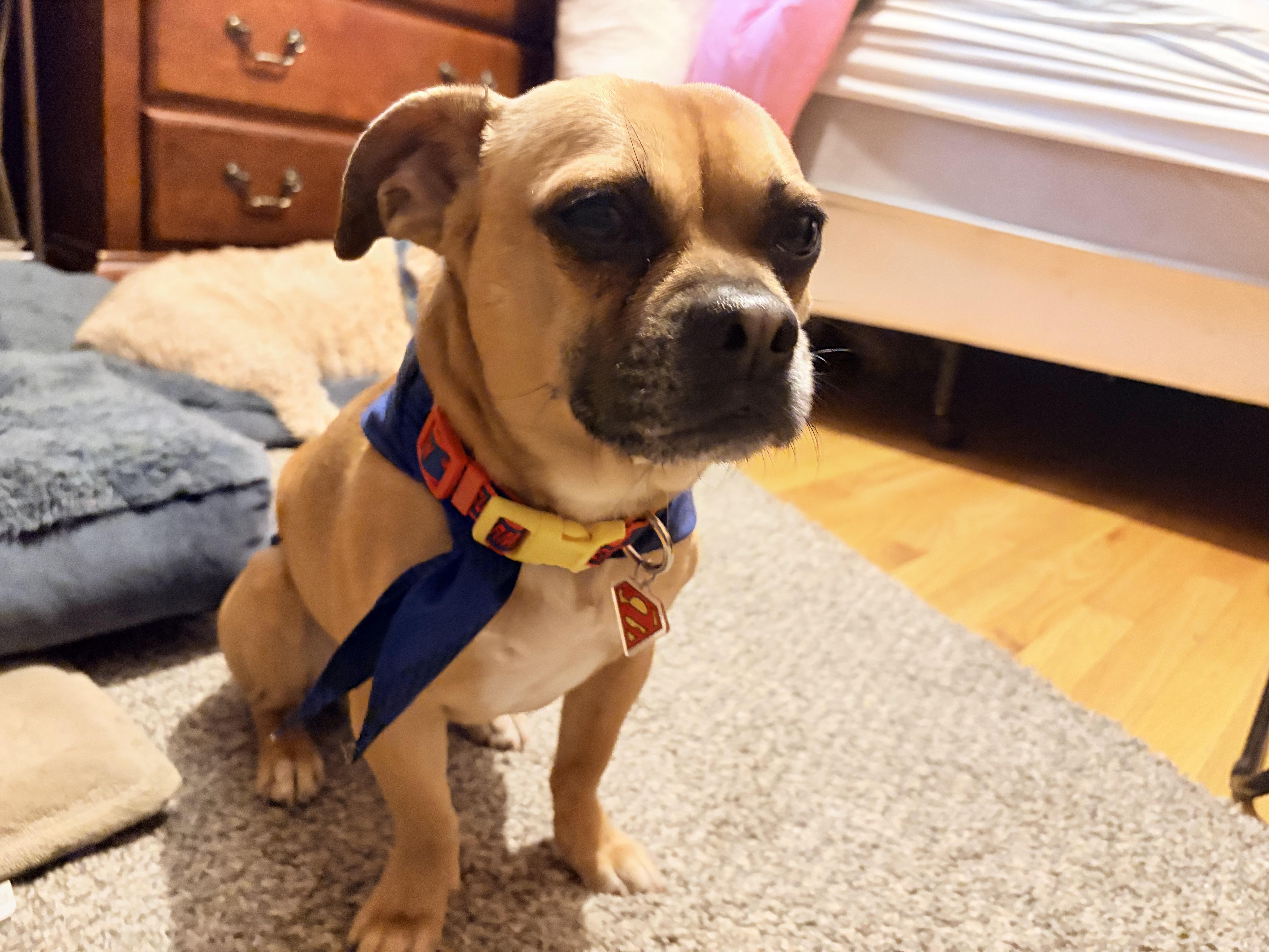 Carmelow, Adoptable, Adult Male Pug & Chihuahua.