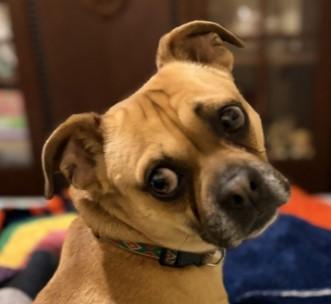 Enlarge Carmelow, a Adoptable mixed breed in Troy, MI image 2/5