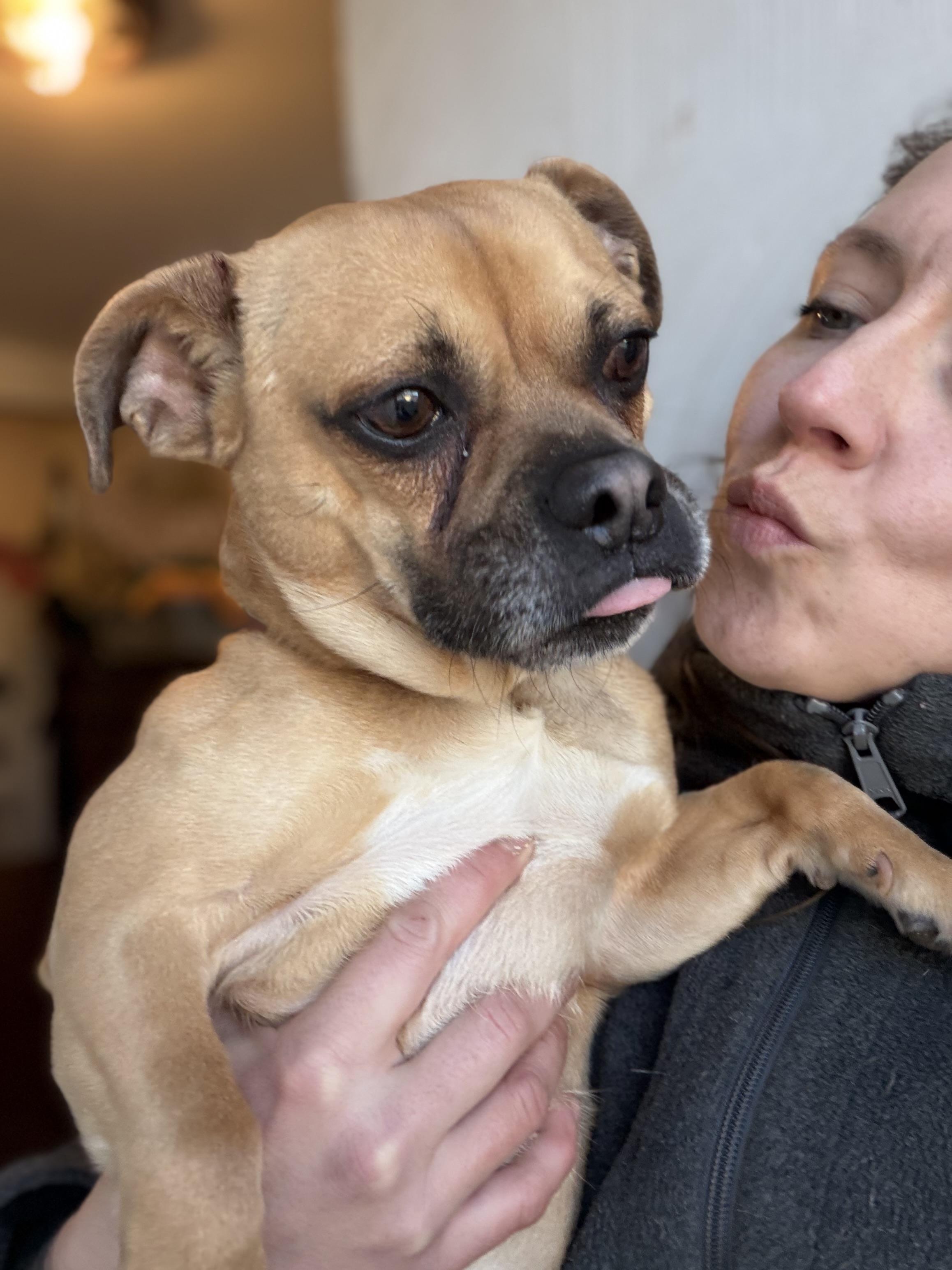 Enlarge Carmelow, a Adoptable mixed breed in Troy, MI image 3/5