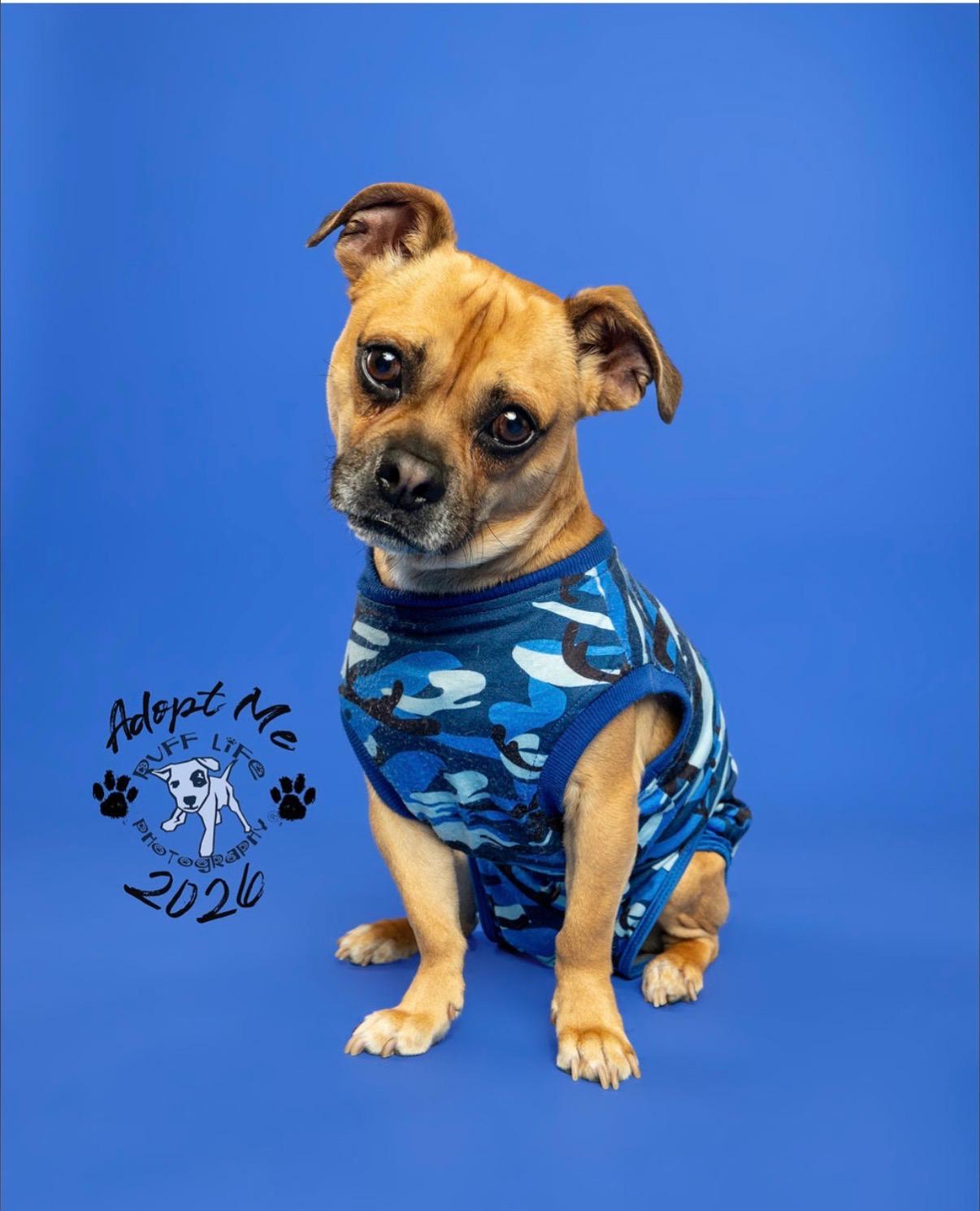 Enlarge Carmelow, a Adoptable mixed breed in Troy, MI image 2/6