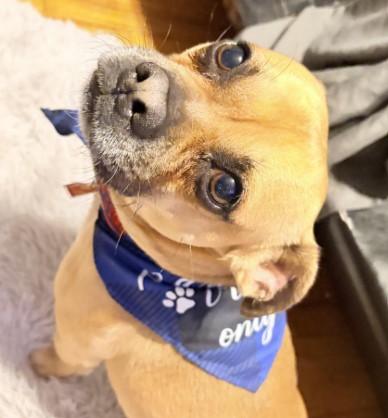 Enlarge Carmelow, a Adoptable mixed breed in Troy, MI image 4/5