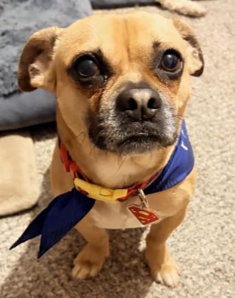 Enlarge Carmelow, a Adoptable mixed breed in Troy, MI image 5/5