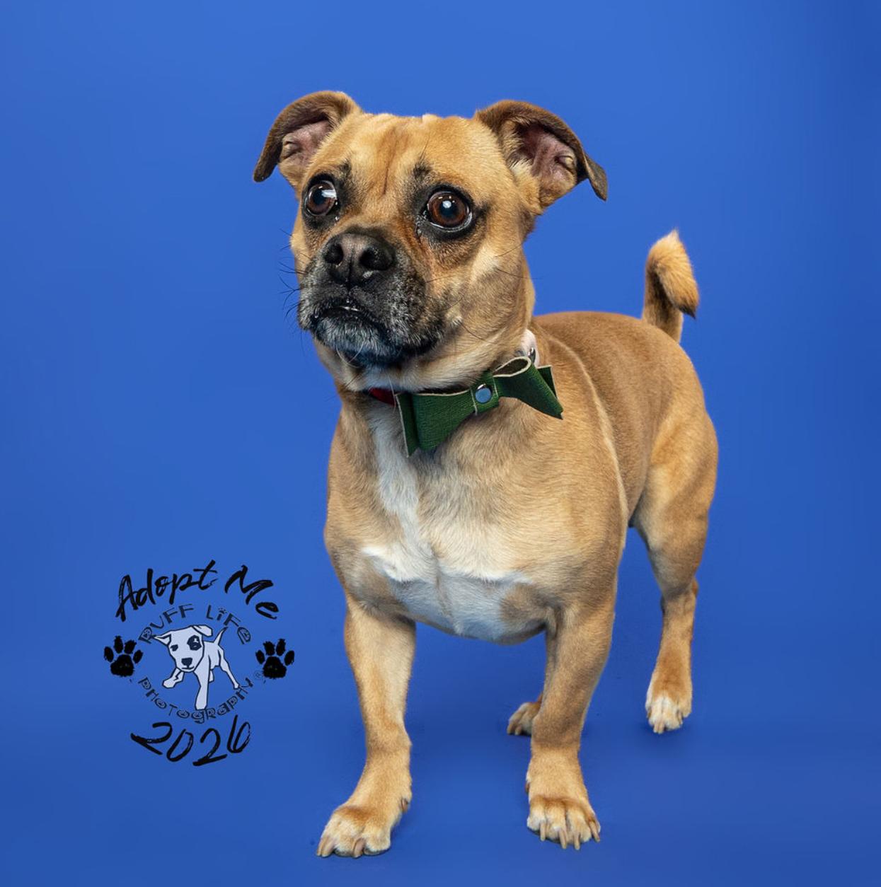 Enlarge Carmelow, a Adoptable mixed breed in Troy, MI image 3/6