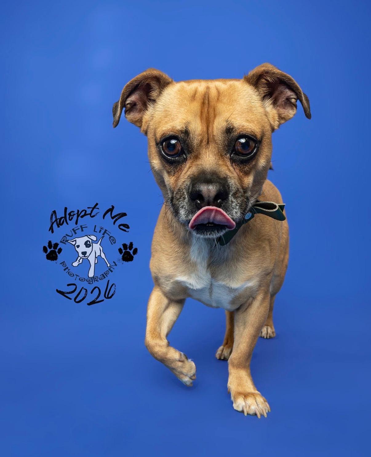 Enlarge Carmelow, a Adoptable mixed breed in Troy, MI image 4/6