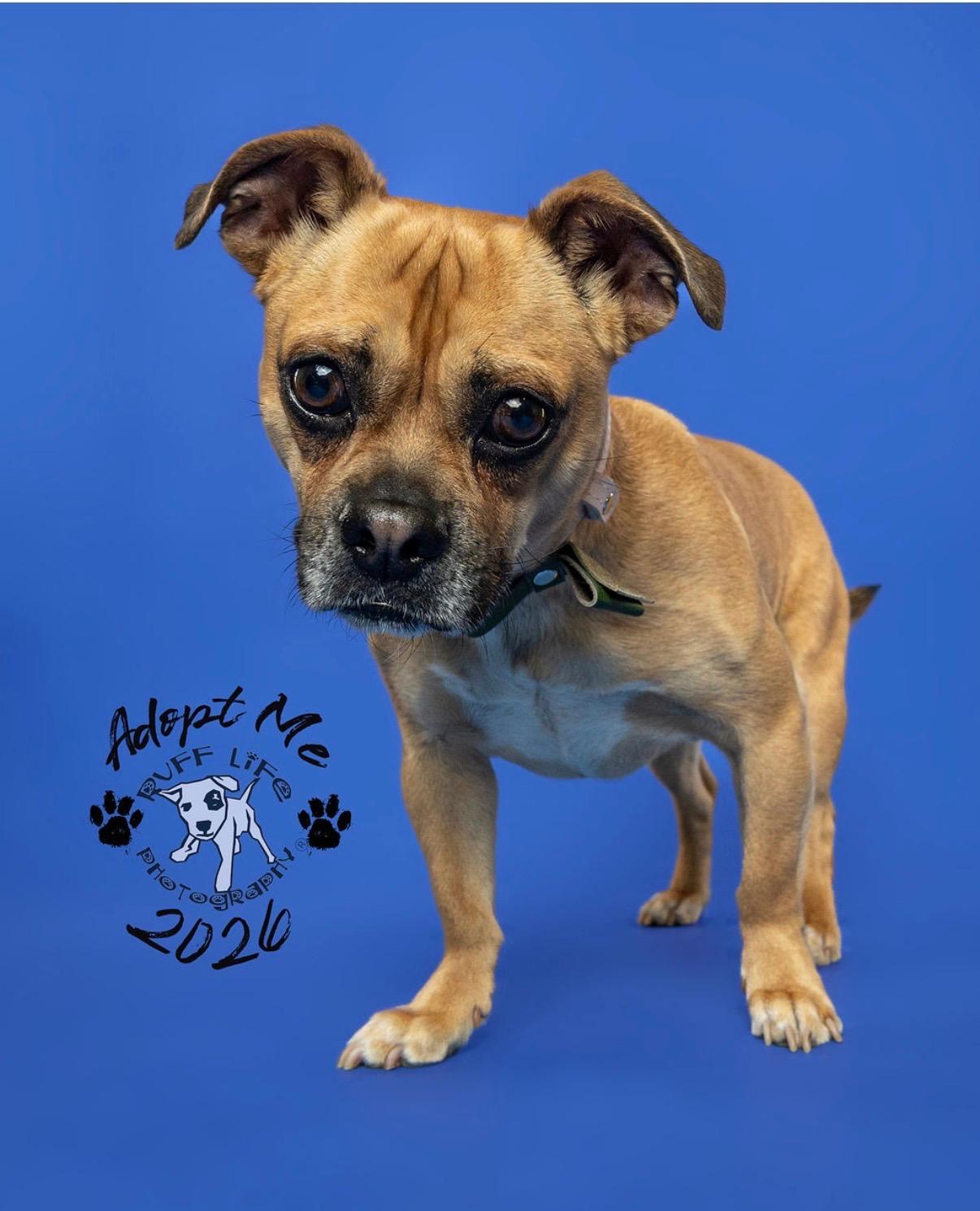 Enlarge Carmelow, a Adoptable mixed breed in Troy, MI image 5/6