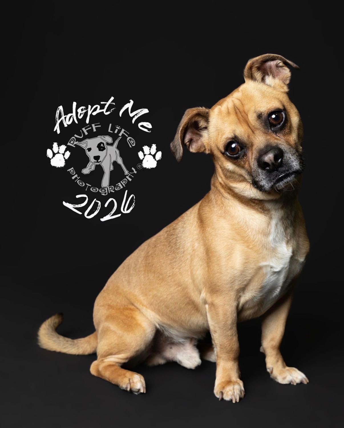 Enlarge Carmelow, a Adoptable mixed breed in Troy, MI image 6/6