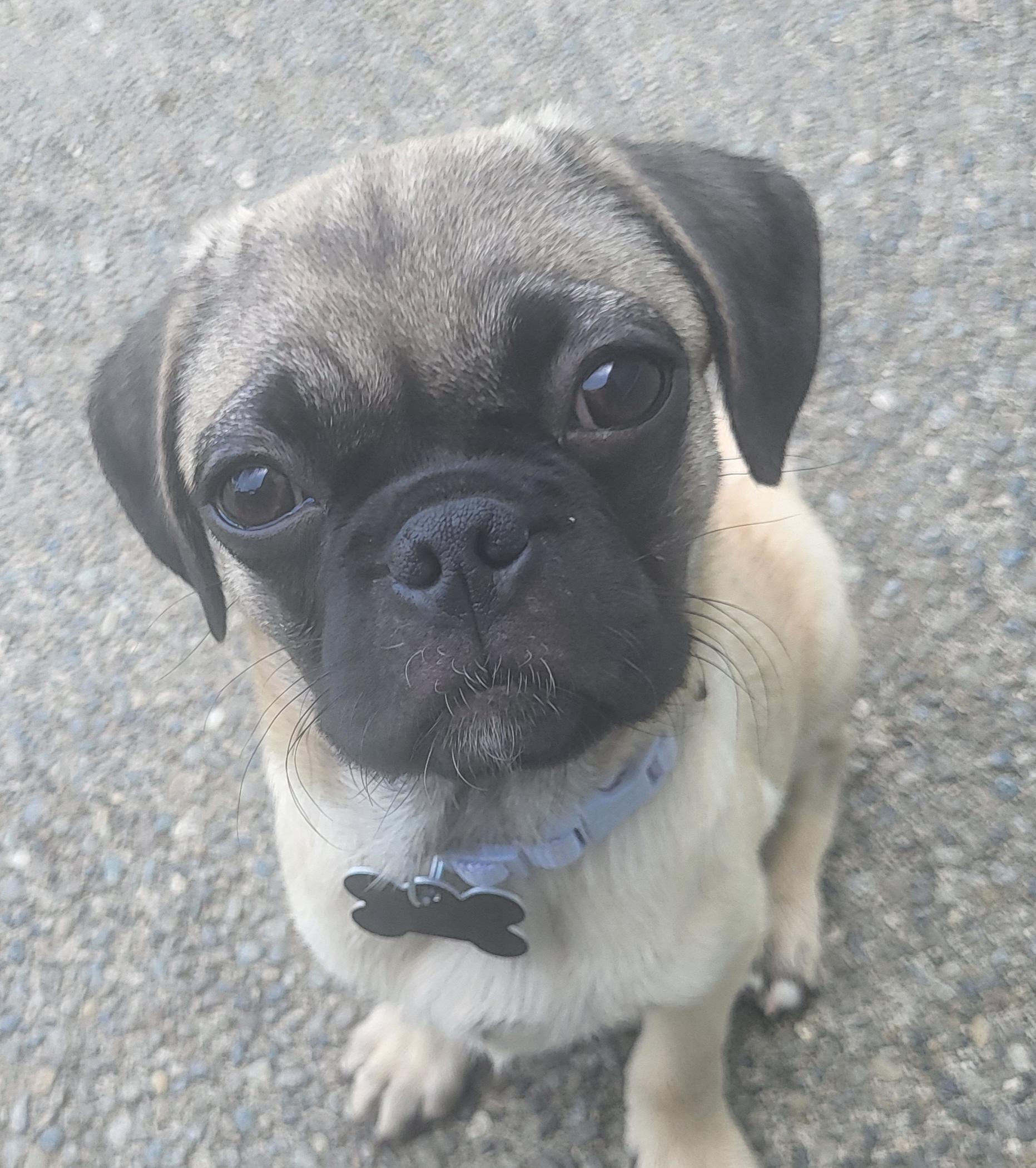 Ginger, adoptable, Puppy Female Pug.