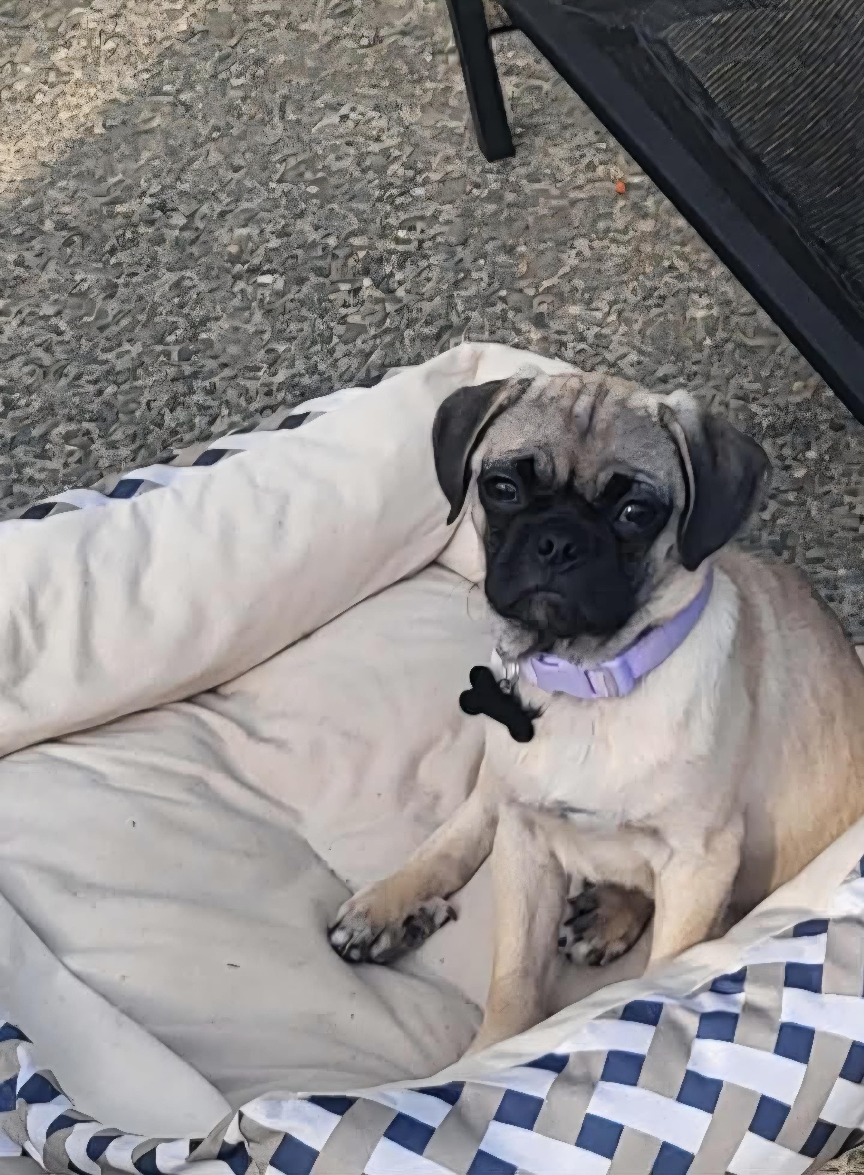 Ginger, an adoptable Pug in Roseburg, OR image 2/6