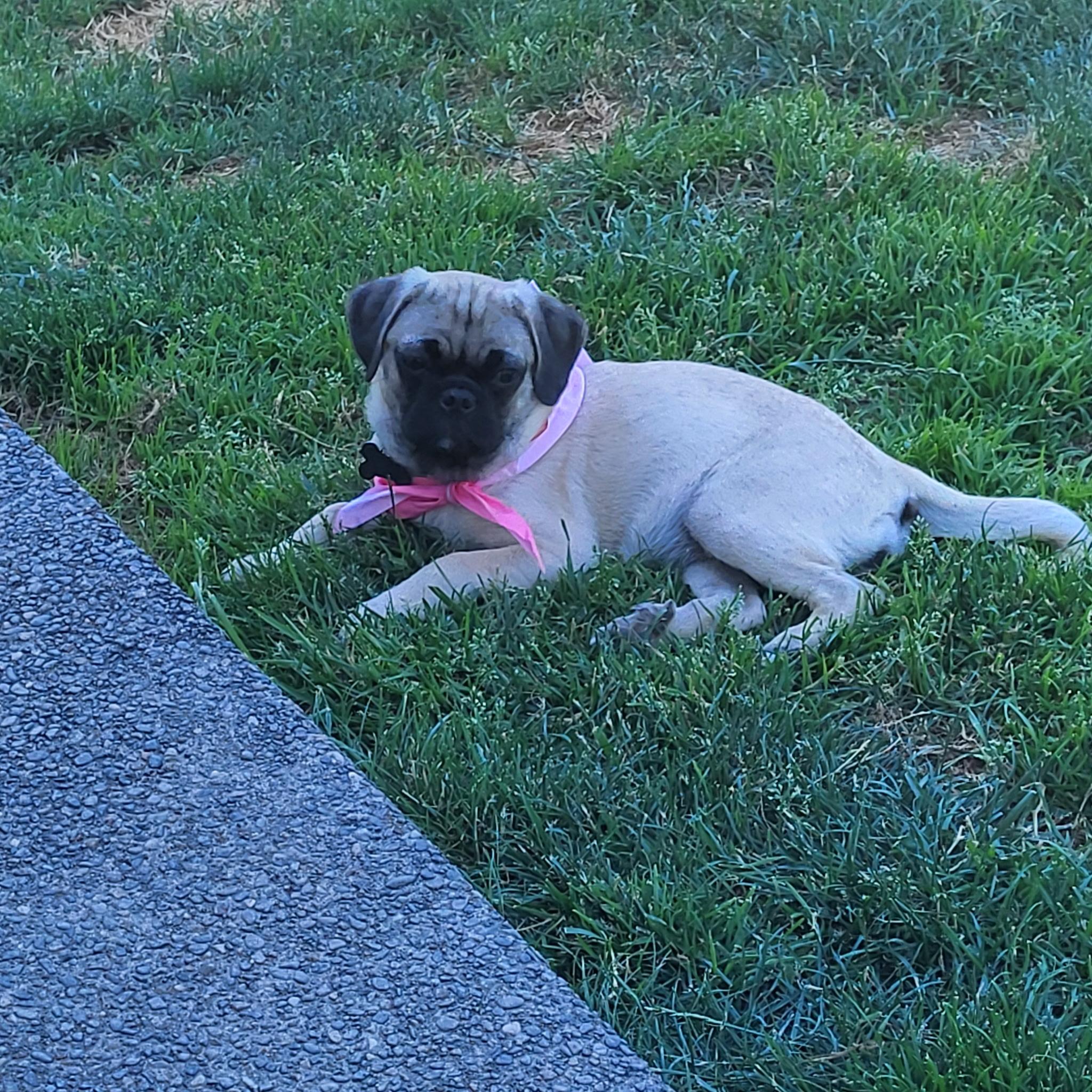 Ginger, an adoptable Pug in Roseburg, OR image 3/6
